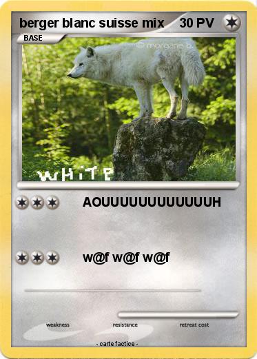 Pokemon berger blanc suisse mix