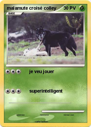 Pokemon malamute croisé colley