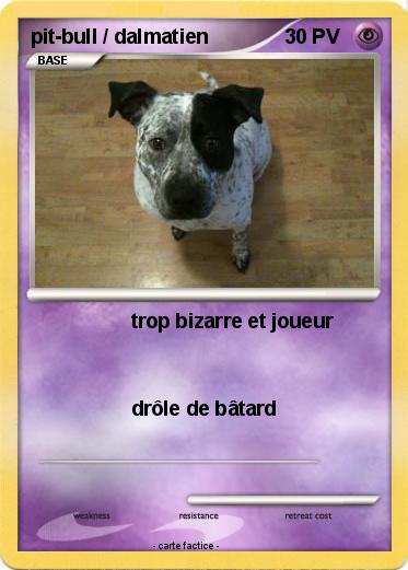 Pokemon pit-bull / dalmatien