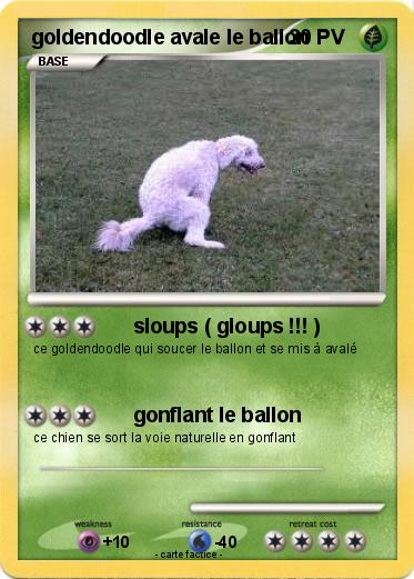 Pokemon goldendoodle avale le ballon