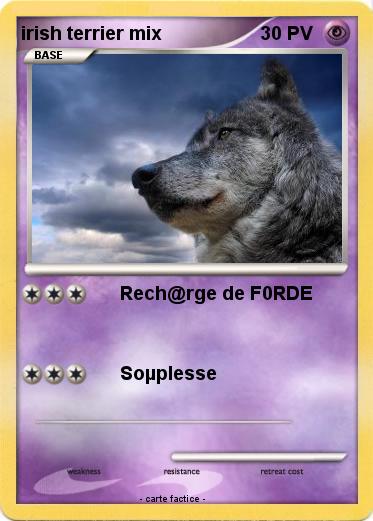 Pokemon irish terrier mix