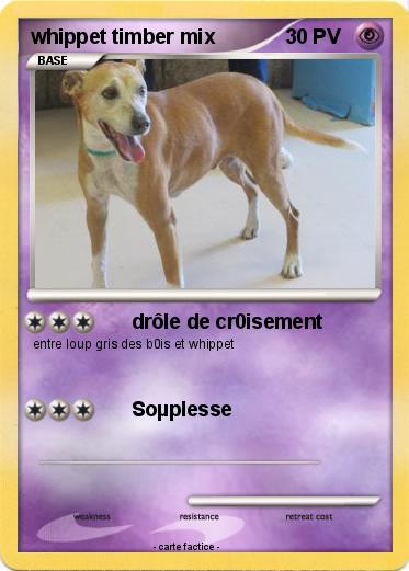 Pokemon whippet timber mix
