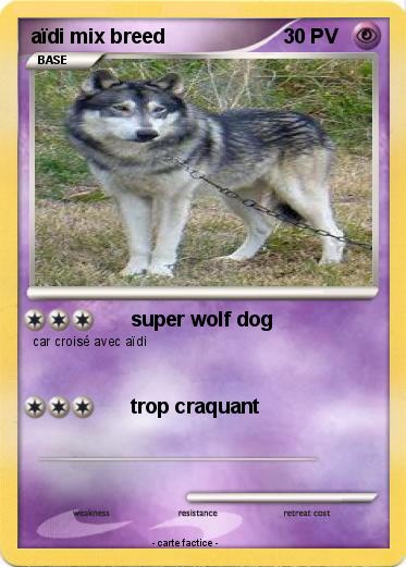 Pokemon aïdi mix breed