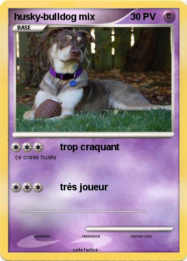 Pokemon husky-bulldog mix
