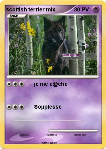 Pokemon scottish terrier mix