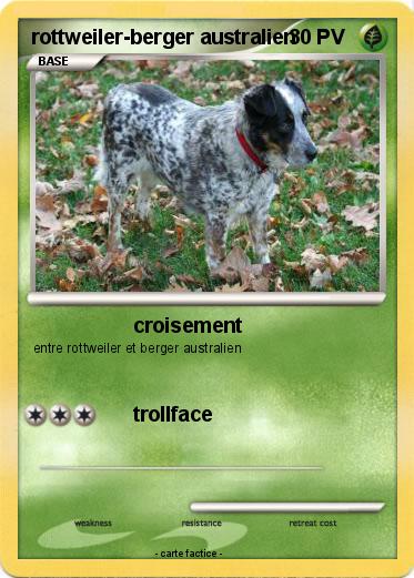 Pokemon rottweiler-berger australien