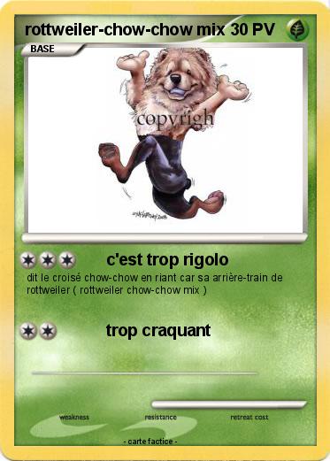 Pokemon rottweiler-chow-chow mix