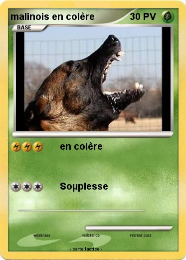 Pokemon malinois en colère