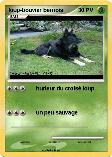 Pokemon loup-bouvier bernois