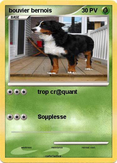 Pokemon bouvier bernois