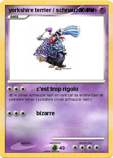 Pokemon yorkshire terrier / schnauzer nain