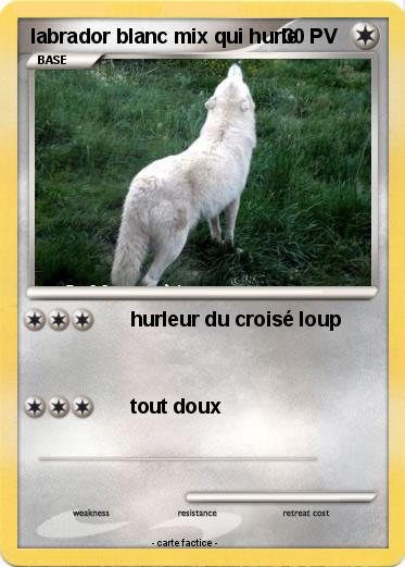 Pokemon labrador blanc mix qui hurle