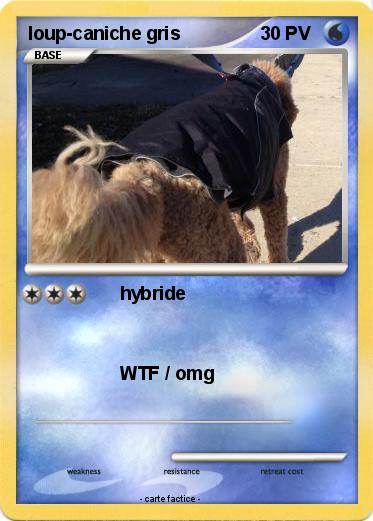 Pokemon loup-caniche gris