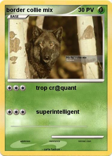 Pokemon border collie mix