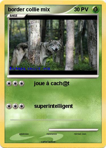 Pokemon border collie mix