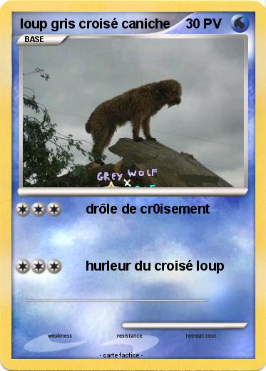Pokemon loup gris croisé caniche