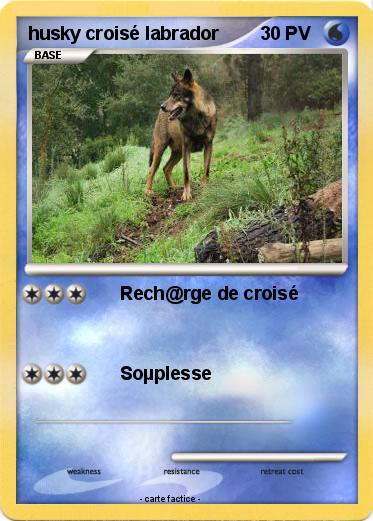 Pokemon husky croisé labrador