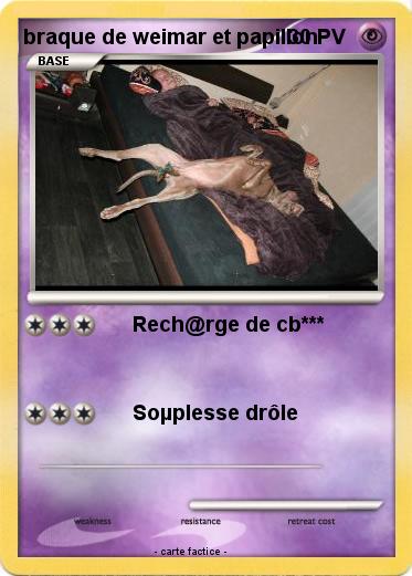 Pokemon braque de weimar et papillon