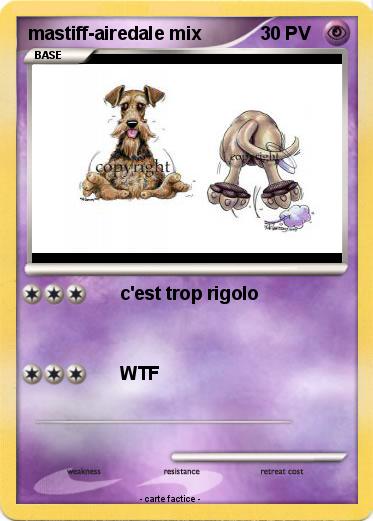 Pokemon mastiff-airedale mix