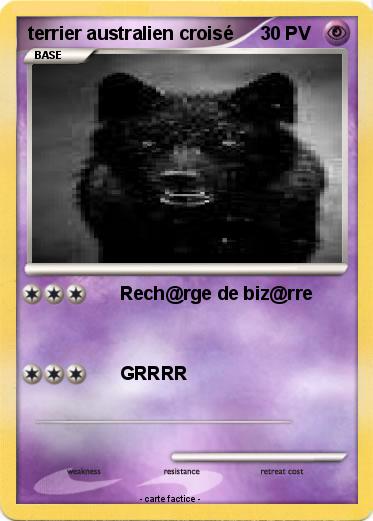 Pokemon terrier australien croisé