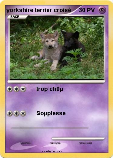 Pokemon yorkshire terrier croisé