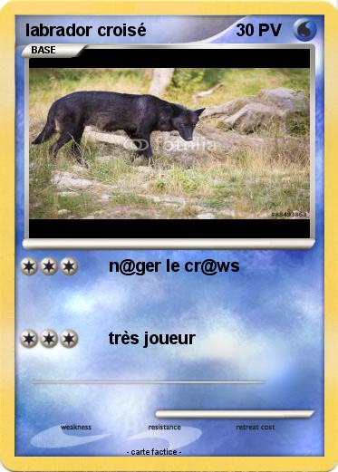 Pokemon labrador croisé