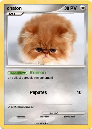 Pokemon chaton