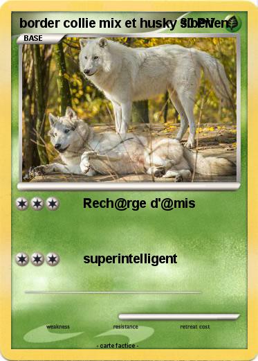 Pokemon border collie mix et husky siberien