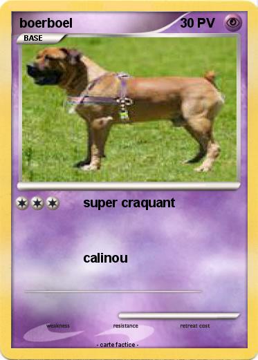 Pokemon boerboel