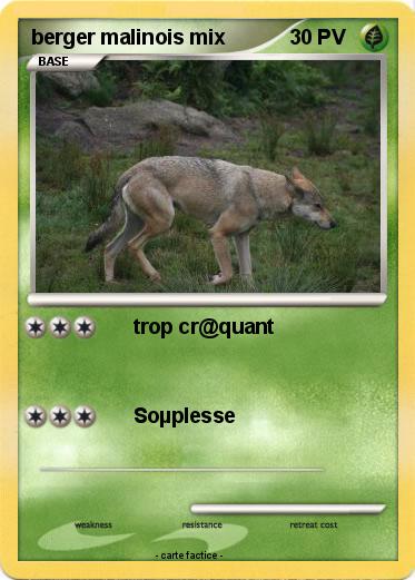 Pokemon berger malinois mix