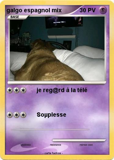 Pokemon galgo espagnol mix