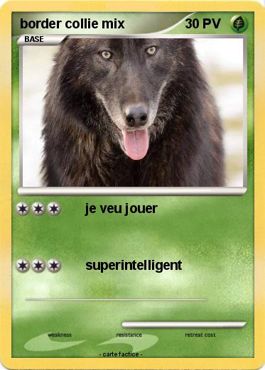 Pokemon border collie mix