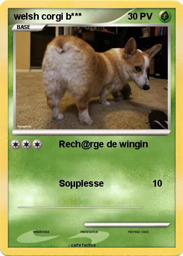 Pokemon welsh corgi b***