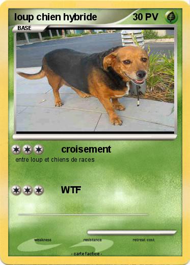 Pokemon loup chien hybride