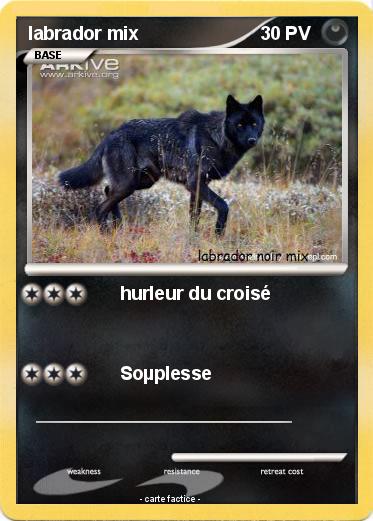 Pokemon labrador mix