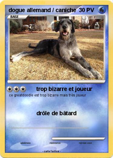 Pokemon dogue allemand / caniche