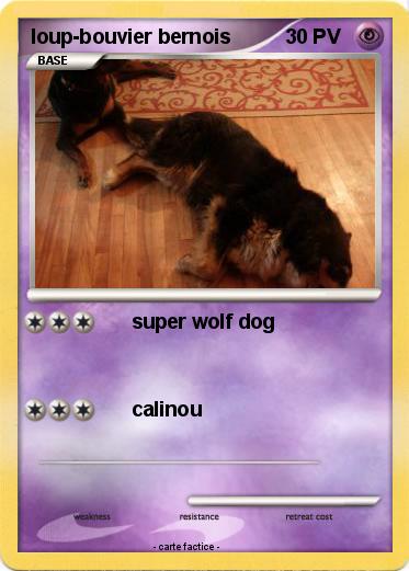 Pokemon loup-bouvier bernois
