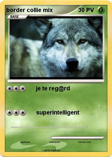 Pokemon border collie mix