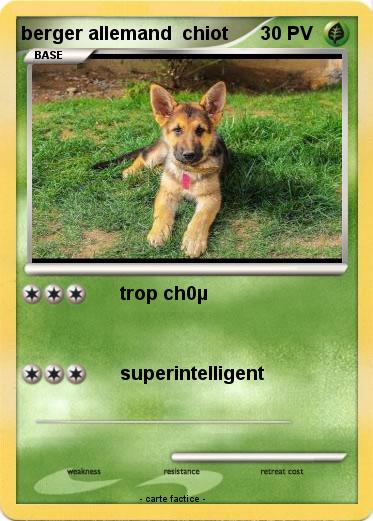 Pokemon berger allemand  chiot