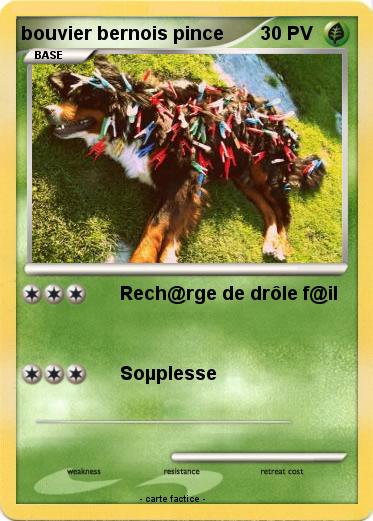 Pokemon bouvier bernois pince