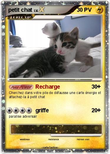 Pokemon petit chat