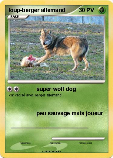 Pokemon loup-berger allemand