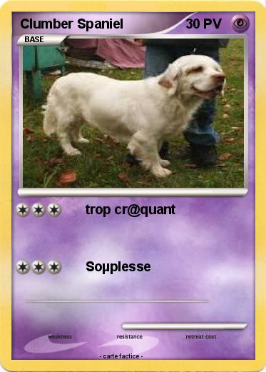 Pokemon Clumber Spaniel