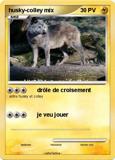 Pokemon husky-colley mix