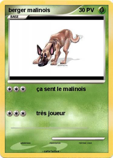 Pokemon berger malinois
