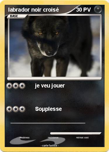 Pokemon labrador noir croisé