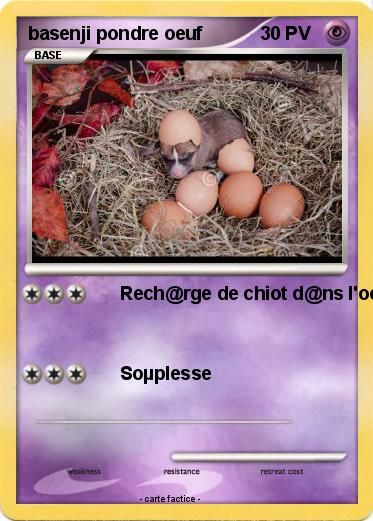 Pokemon basenji pondre oeuf