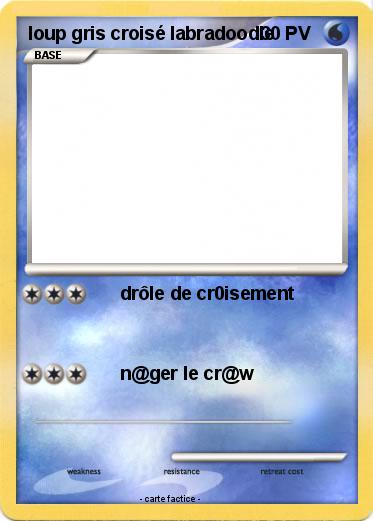 Pokemon loup gris croisé labradoodle