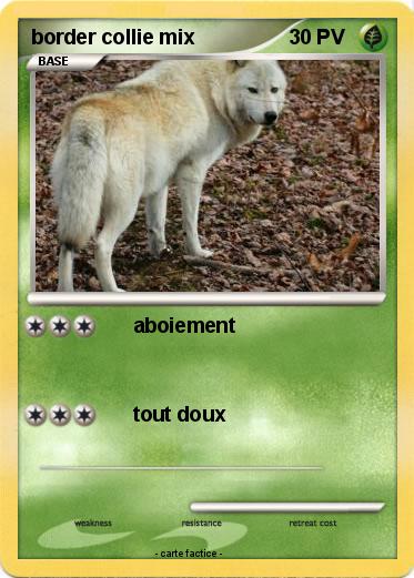 Pokemon border collie mix