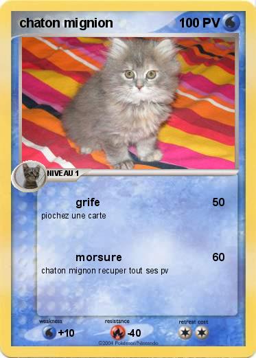 Pokemon chaton mignion